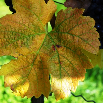 merlot Blatt 34